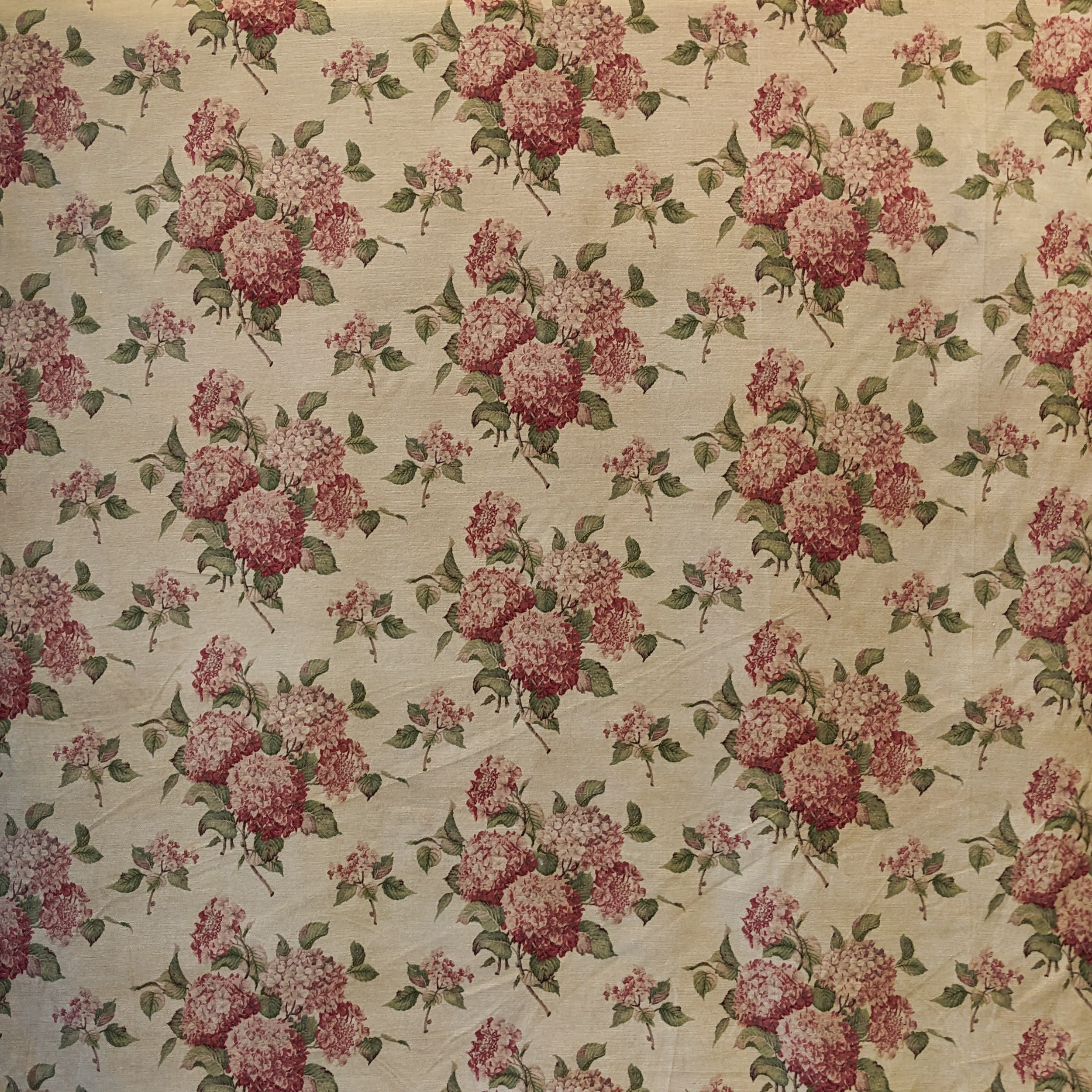 Hortensia velvet pink flowers on a cream background 