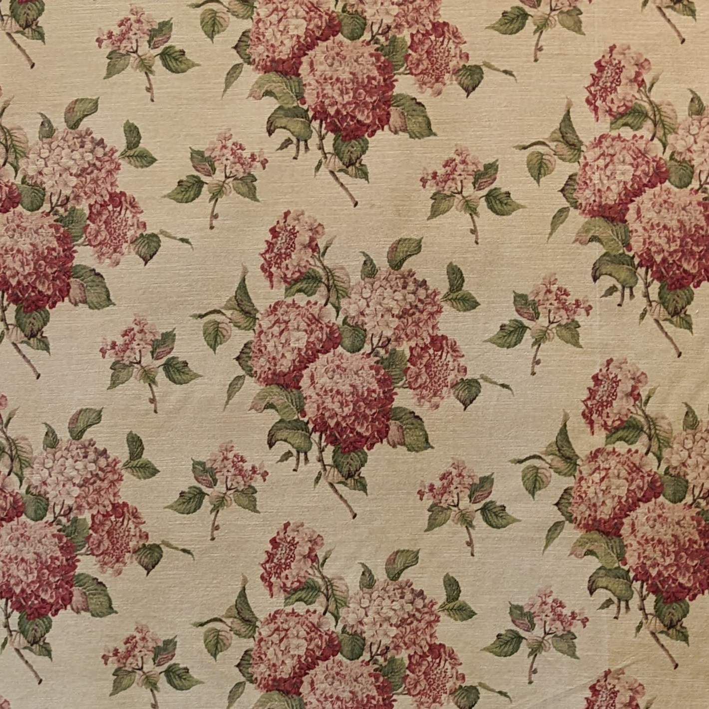 Hortensia velvet pink flowers on a cream background 