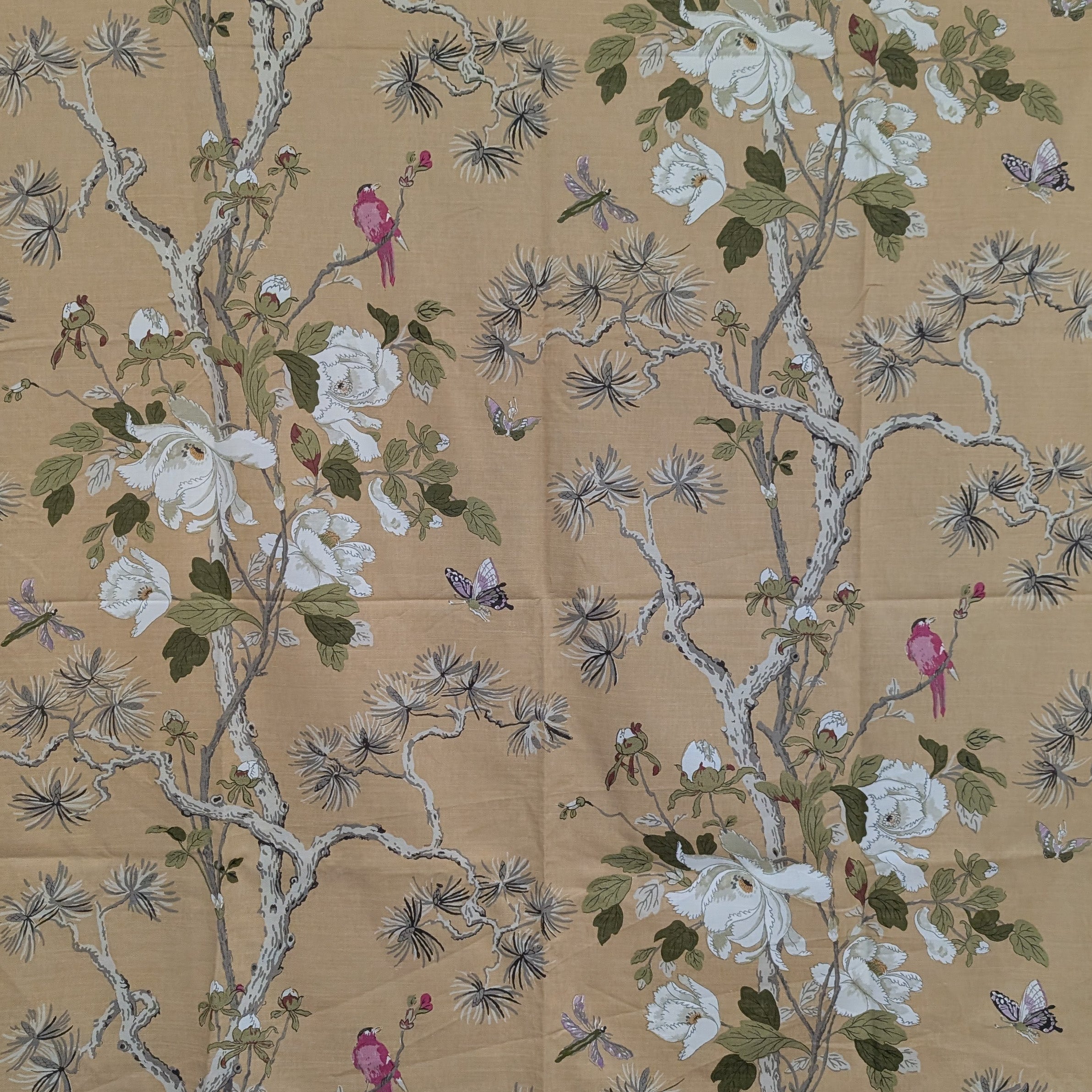 GP Baker 'Tree peony' Remnant